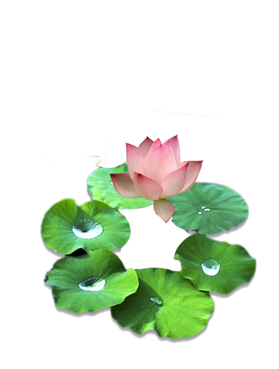 Blooming Lotus Flower with Green Leaves