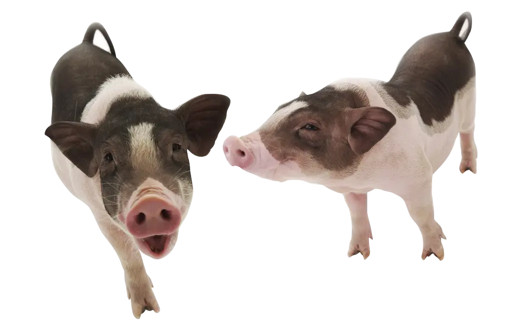 Adorable Piglets on White Background