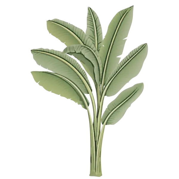 Vivid Illustration of a Banana Plant