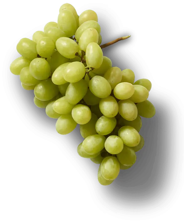 Fresh Green Grape Cluster