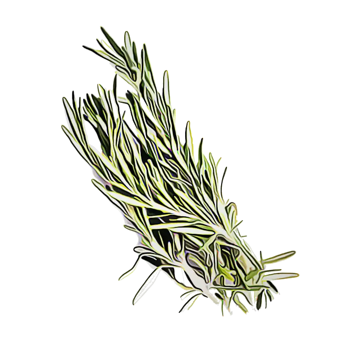 Fresh Green Rosemary Herb Bundle Illustration