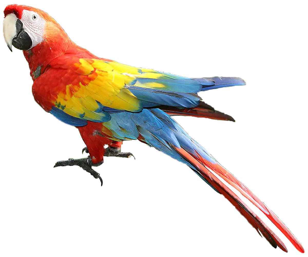 Colorful Macaw Parrot