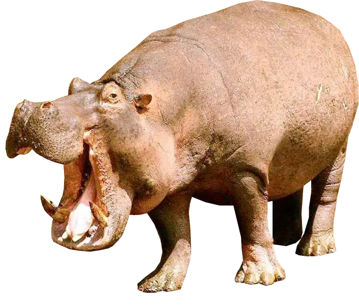Yawning Hippopotamus