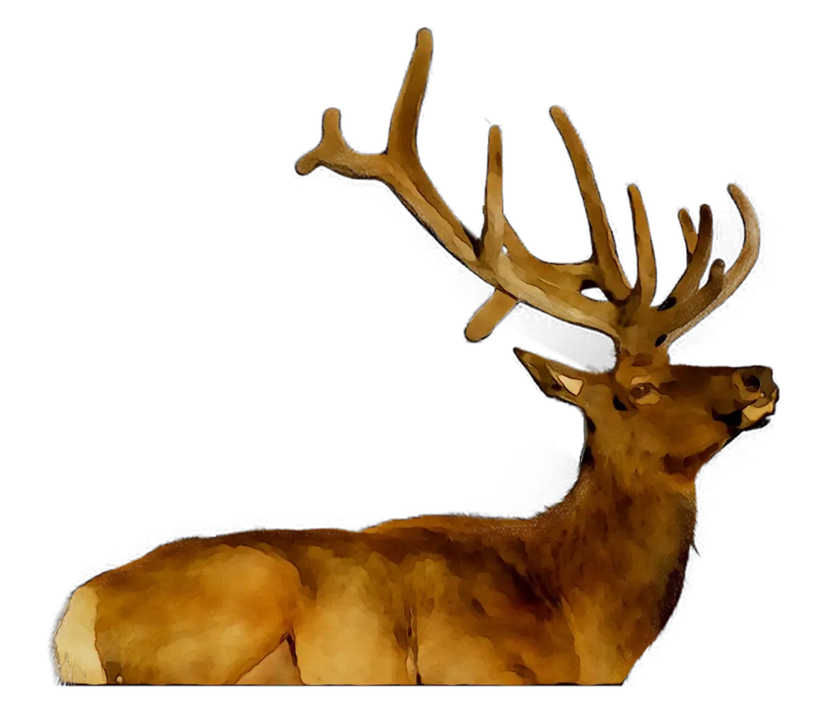 Resting Deer with Antlers Illustration