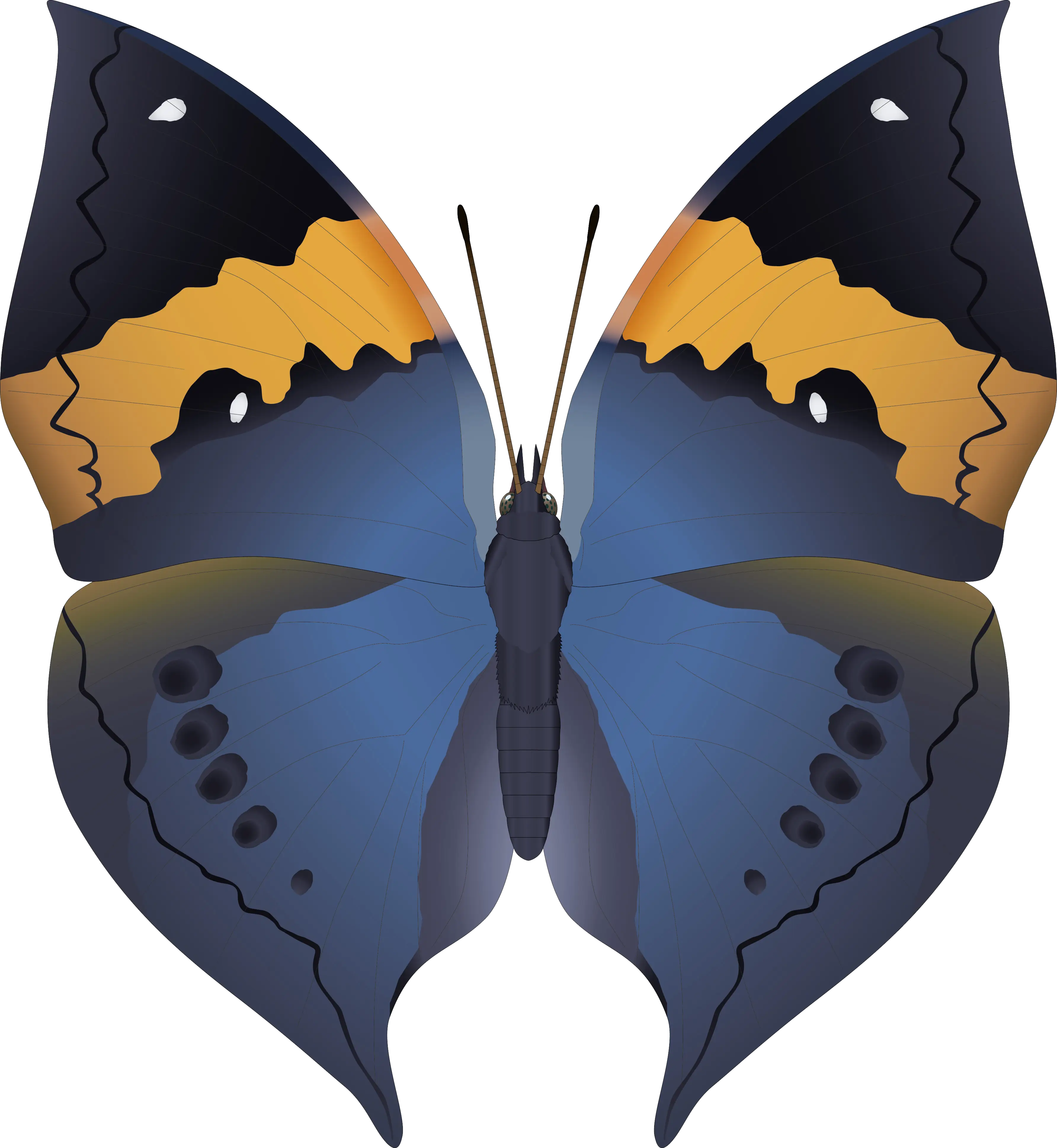Blue and Orange Butterfly Illustration
