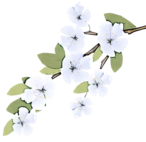 White Cherry Blossoms on Brown Branches Illustration