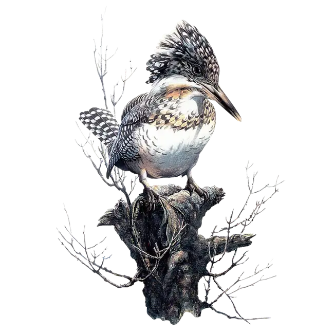 Detailed Bird Perched on Branch