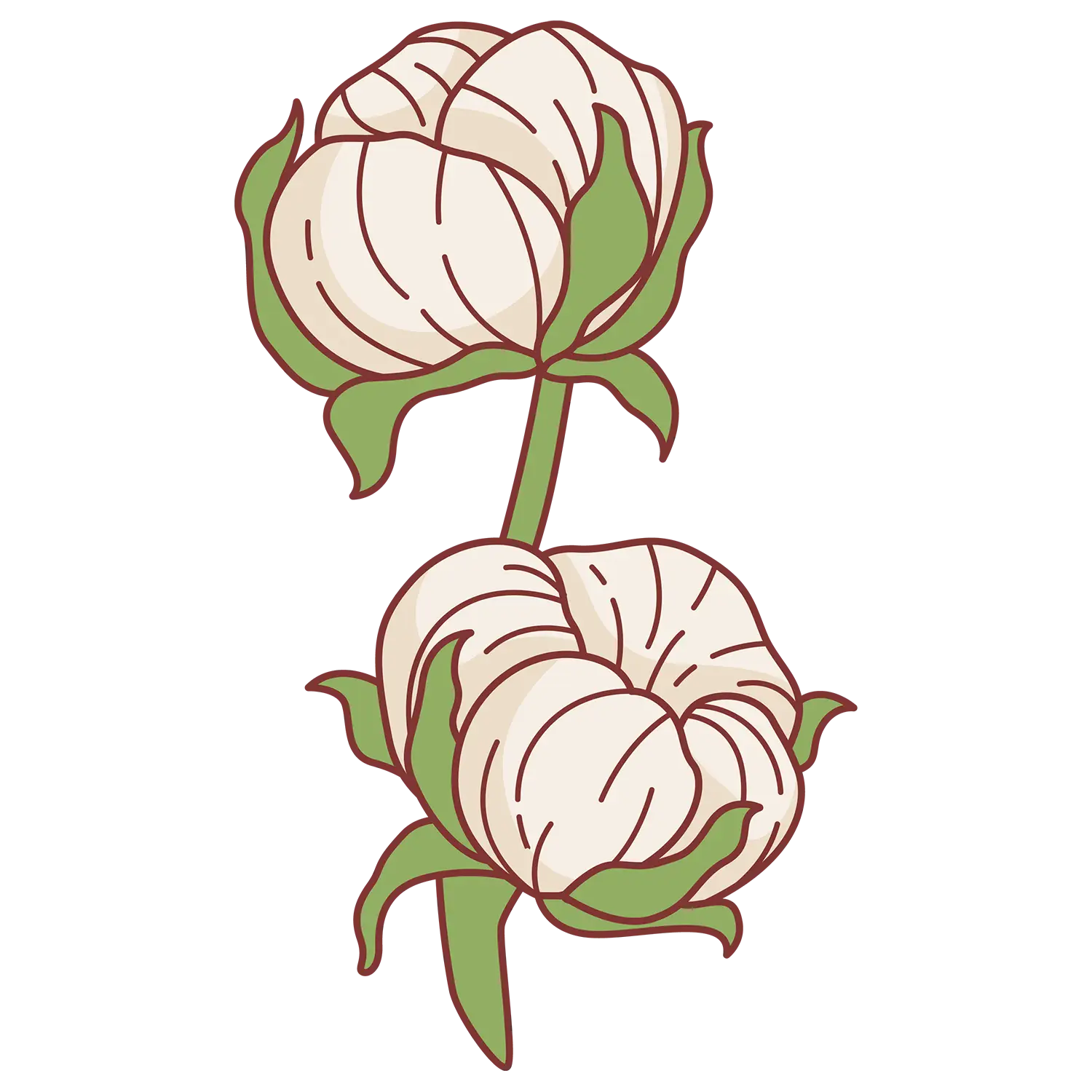 Cotton Plant Illustration
