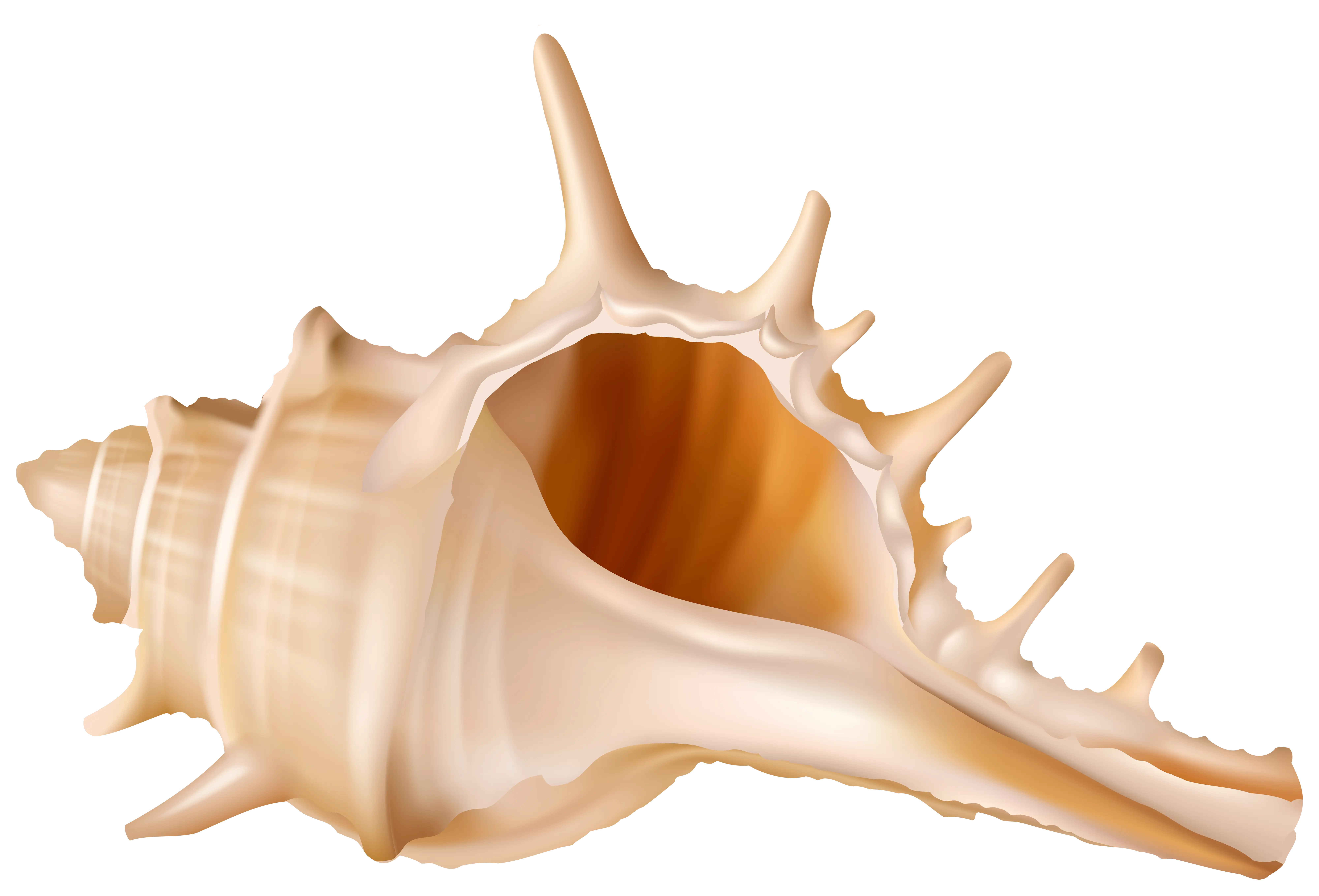 Open Seashell