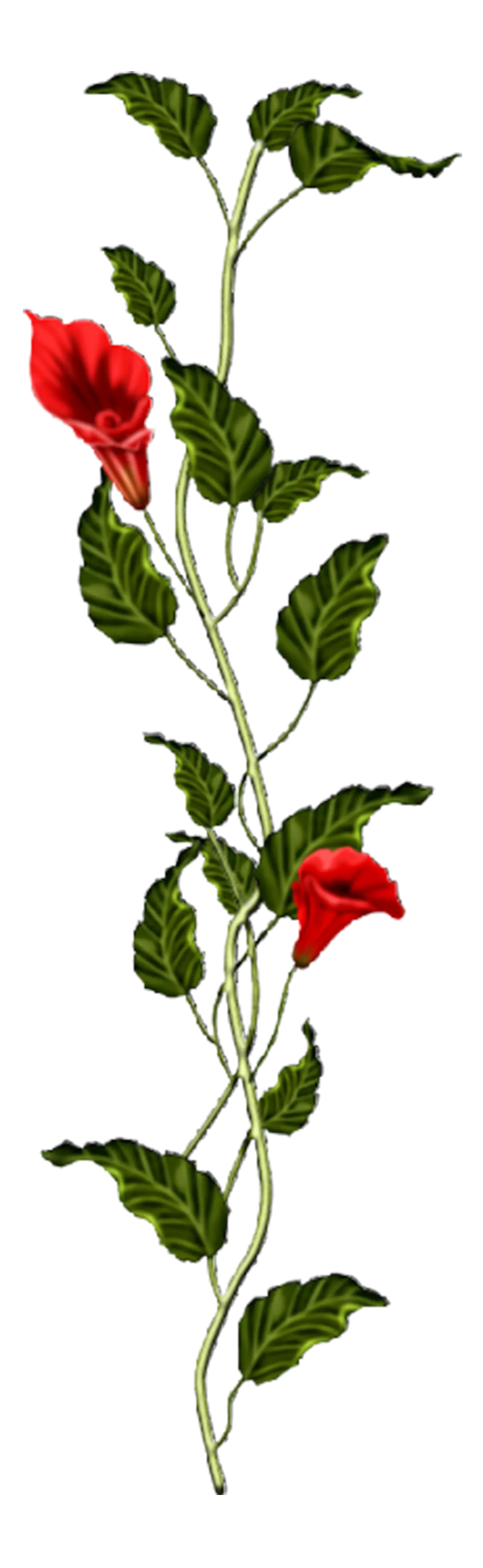 Red Flowers on Vine