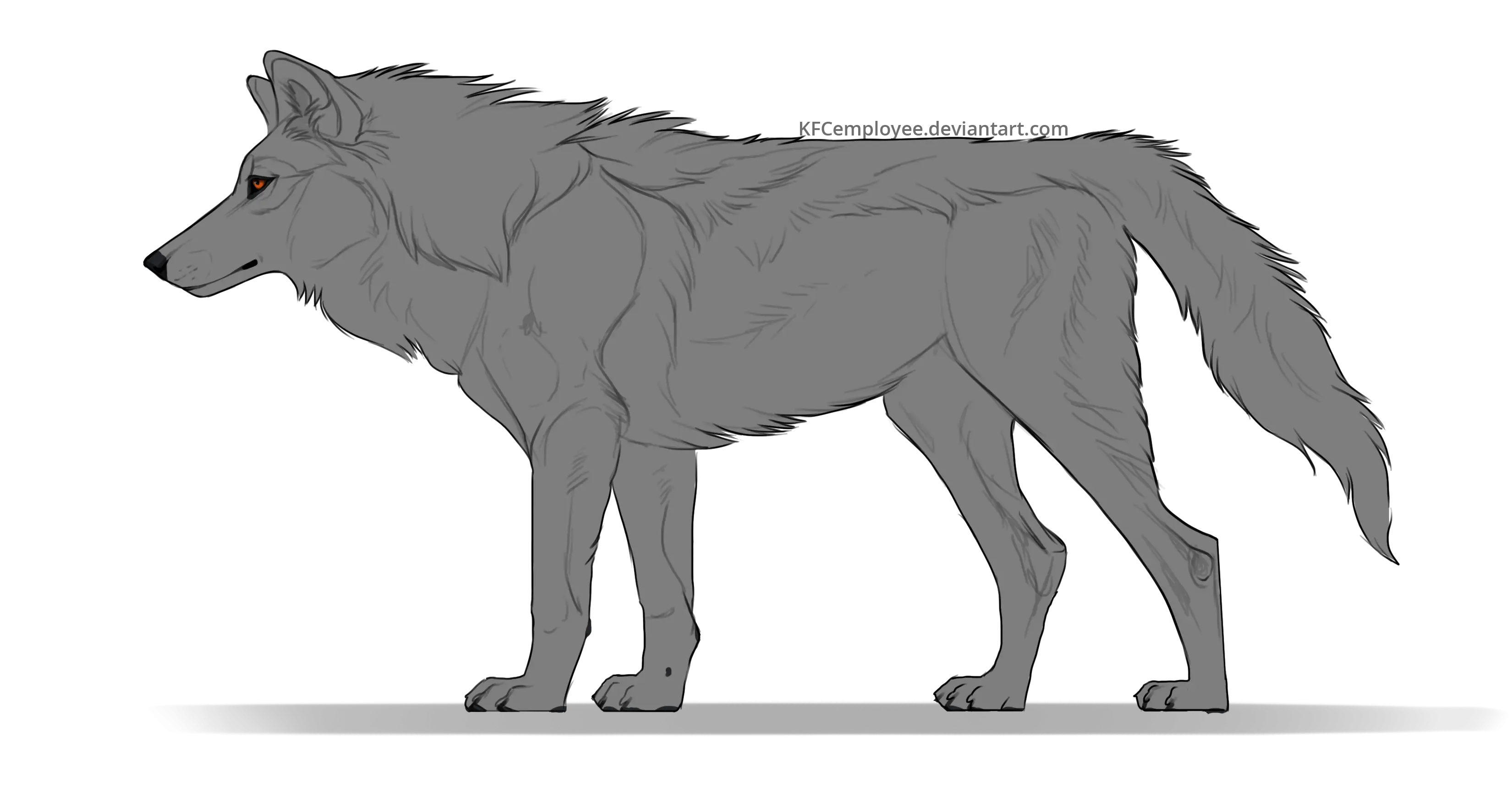 Gray Wolf Illustration in Side Profile