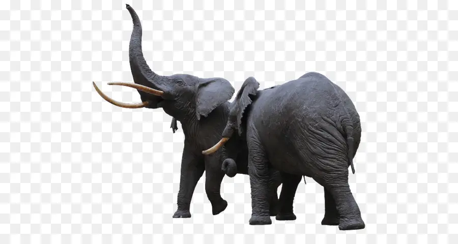 Two Majestic Elephants Together