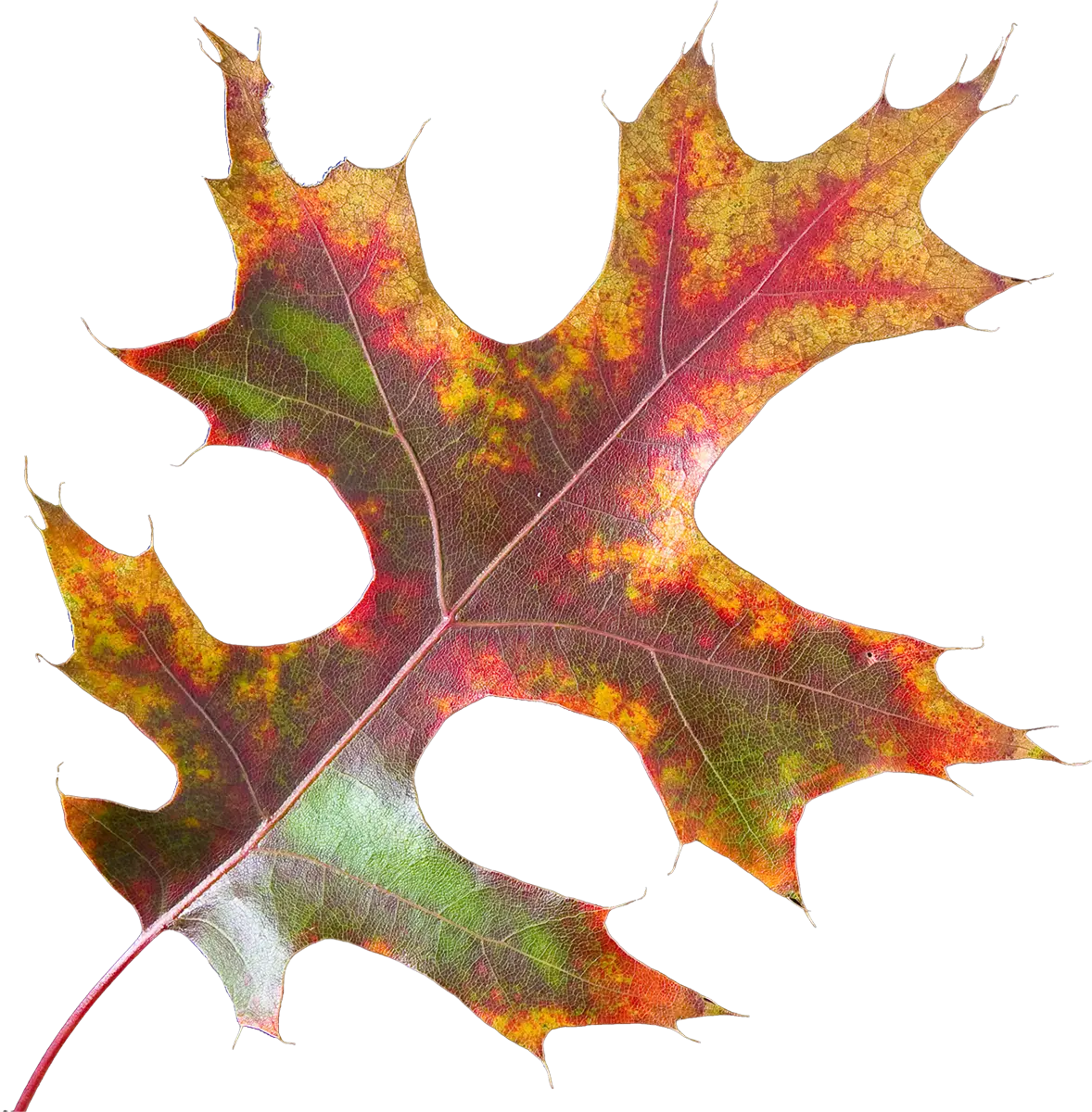 Autumn Colored Oak Leaf Illustration