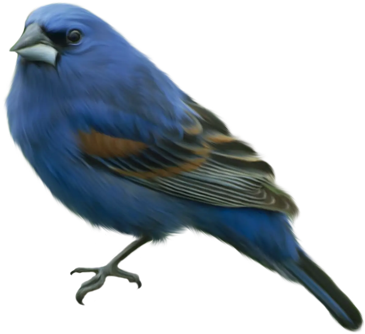 Beautiful Blue Bird Illustration