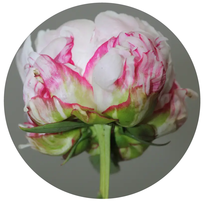 Beautiful Peony Flower in Bloom
