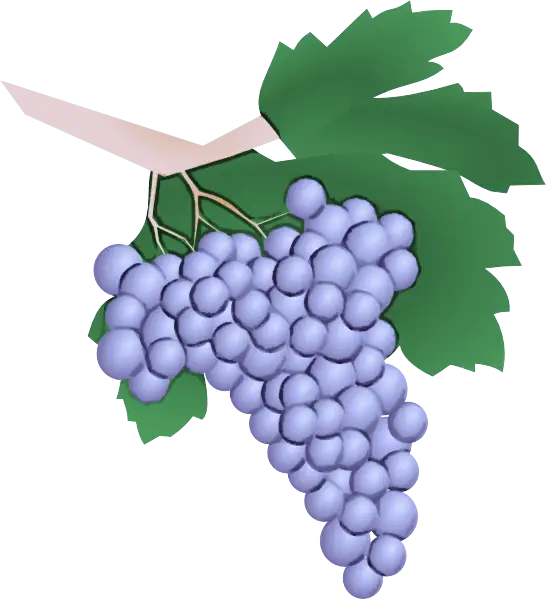 Purple Grapes with Green Leaves Illustration