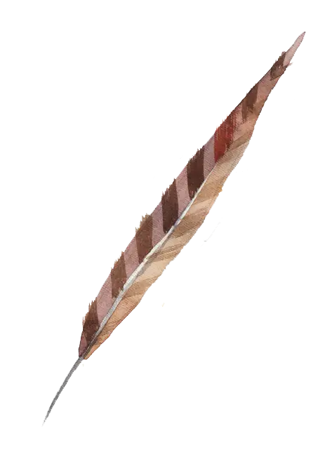 Brown Feather Illustration