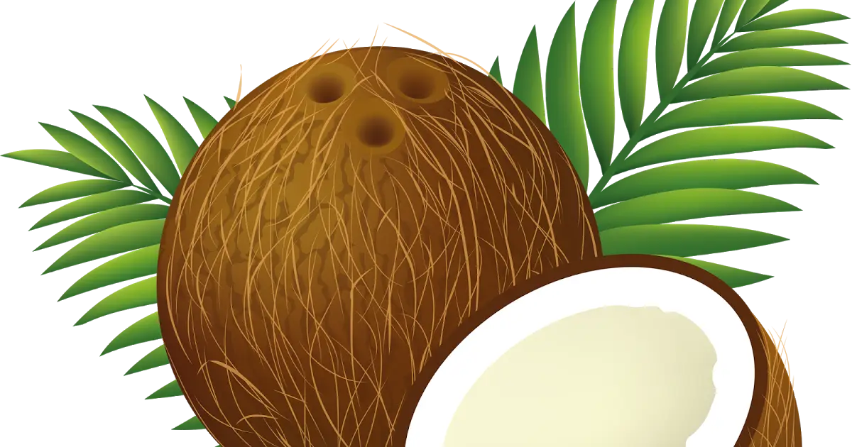 Coconut and Palm Leaves Illustration