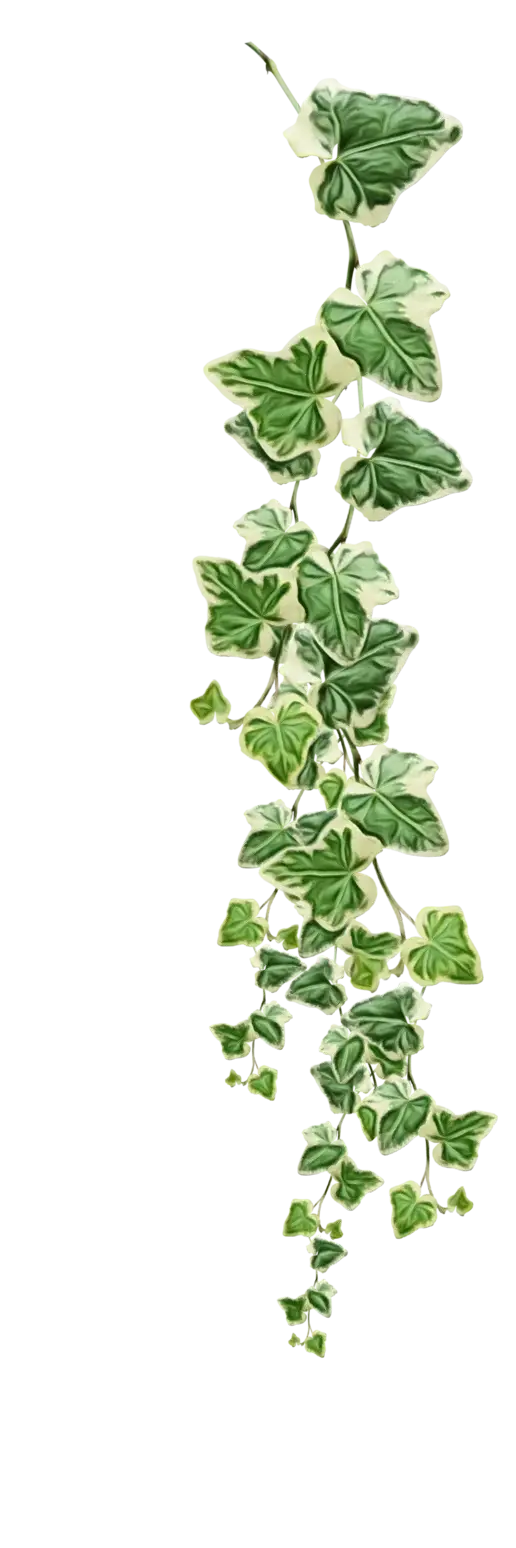Green Hanging Ivy Vine Decoration