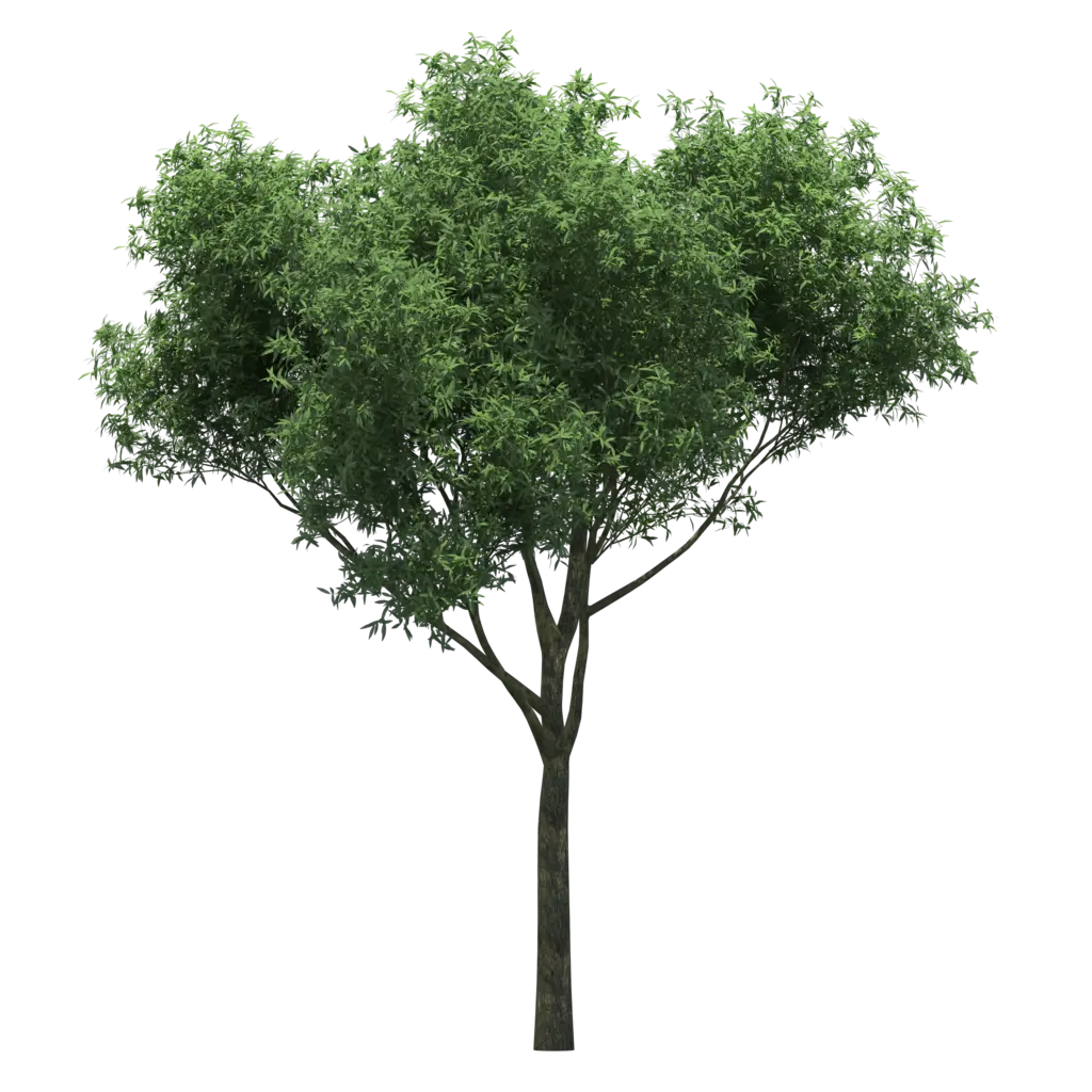 Green Leafy Tree in Nature Illustration