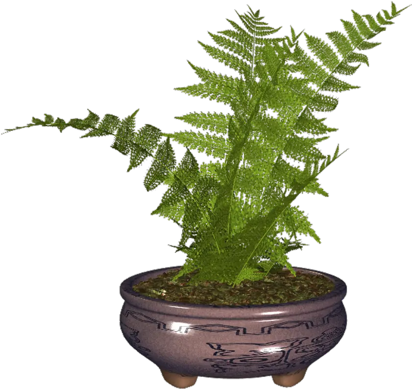 Green Potted Fern for Indoor Decoration