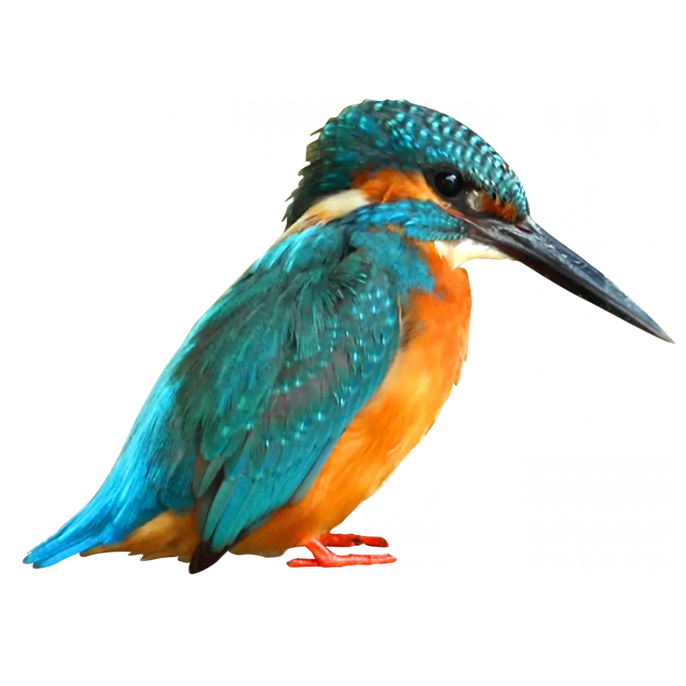 Colorful Kingfisher Bird with Vibrant Feathers