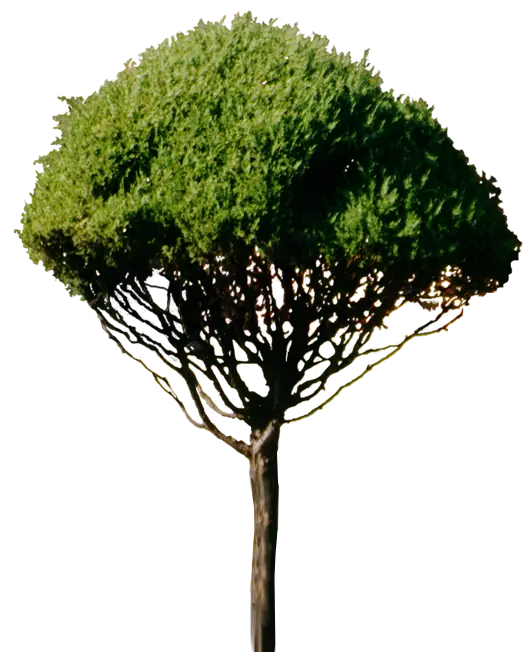 Green Tree with Dense Foliage