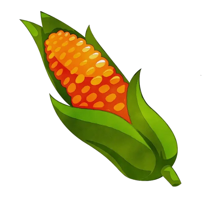 Corn on the Cob Illustration