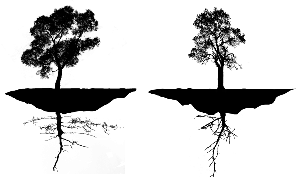 Tree Silhouettes with Roots