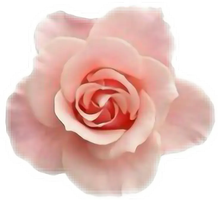 Pink Rose Symbolizing Love and Beauty