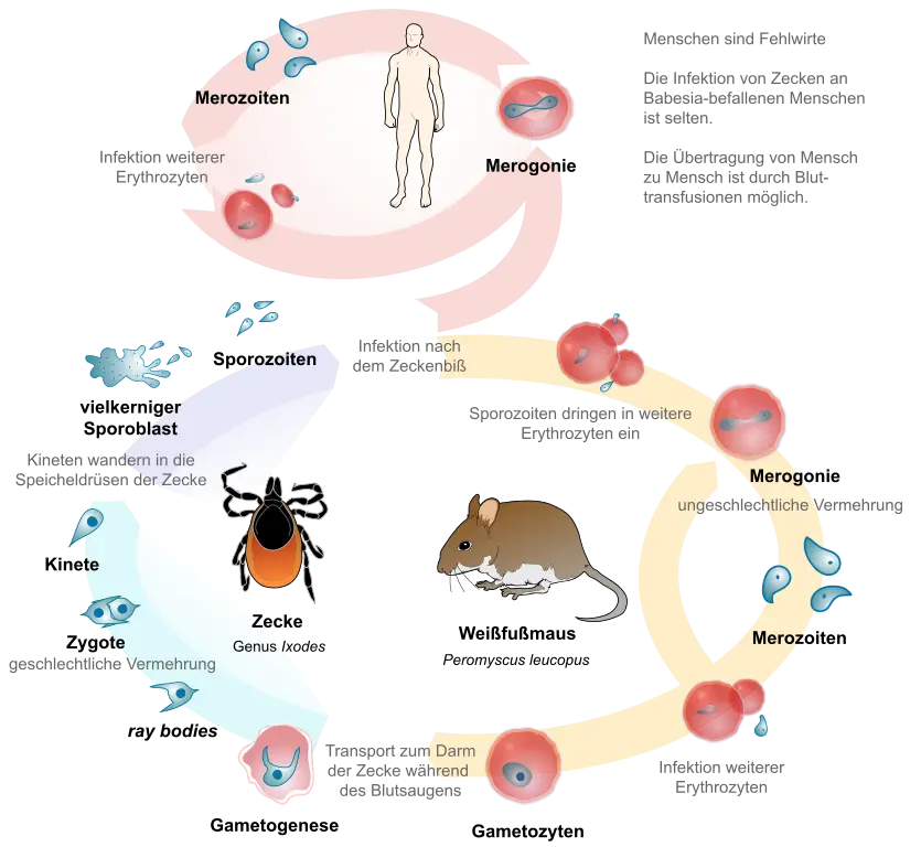 Tick Life Cycle Diagram for Educational Use