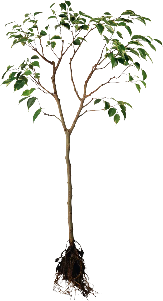 Young Tree with Roots for Nature Enthusiasts