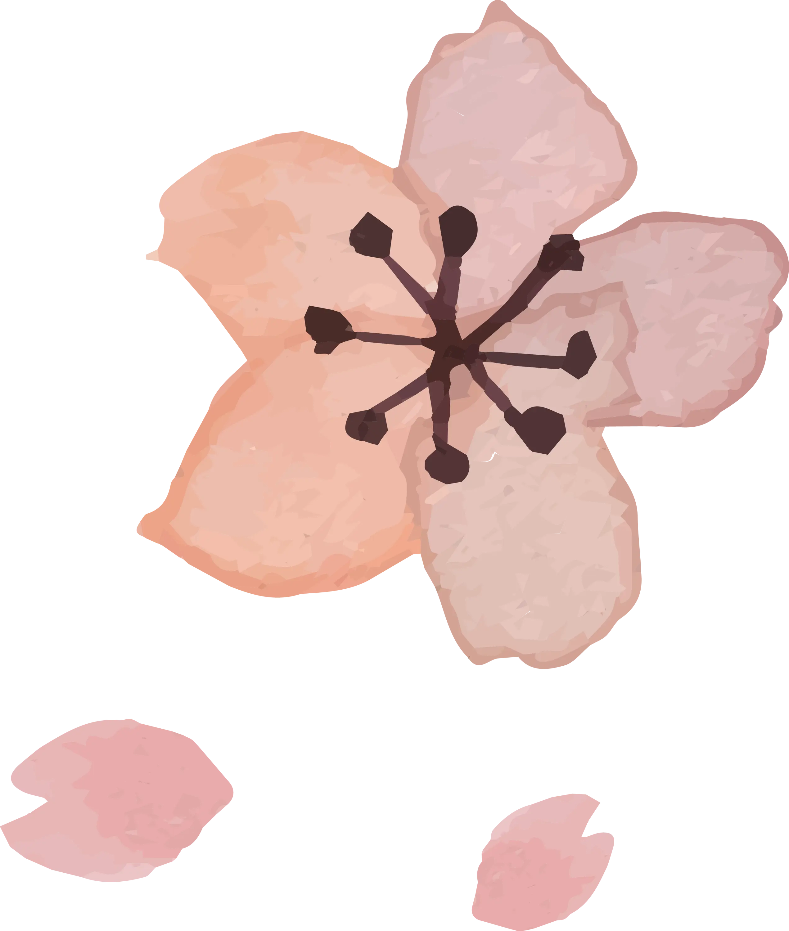 Pink Cherry Blossom with Petals
