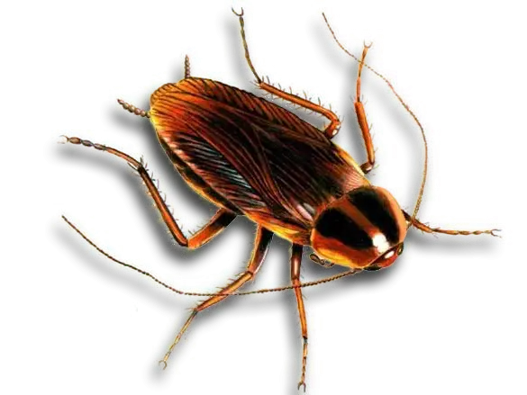 Realistic Brown Cockroach Illustration