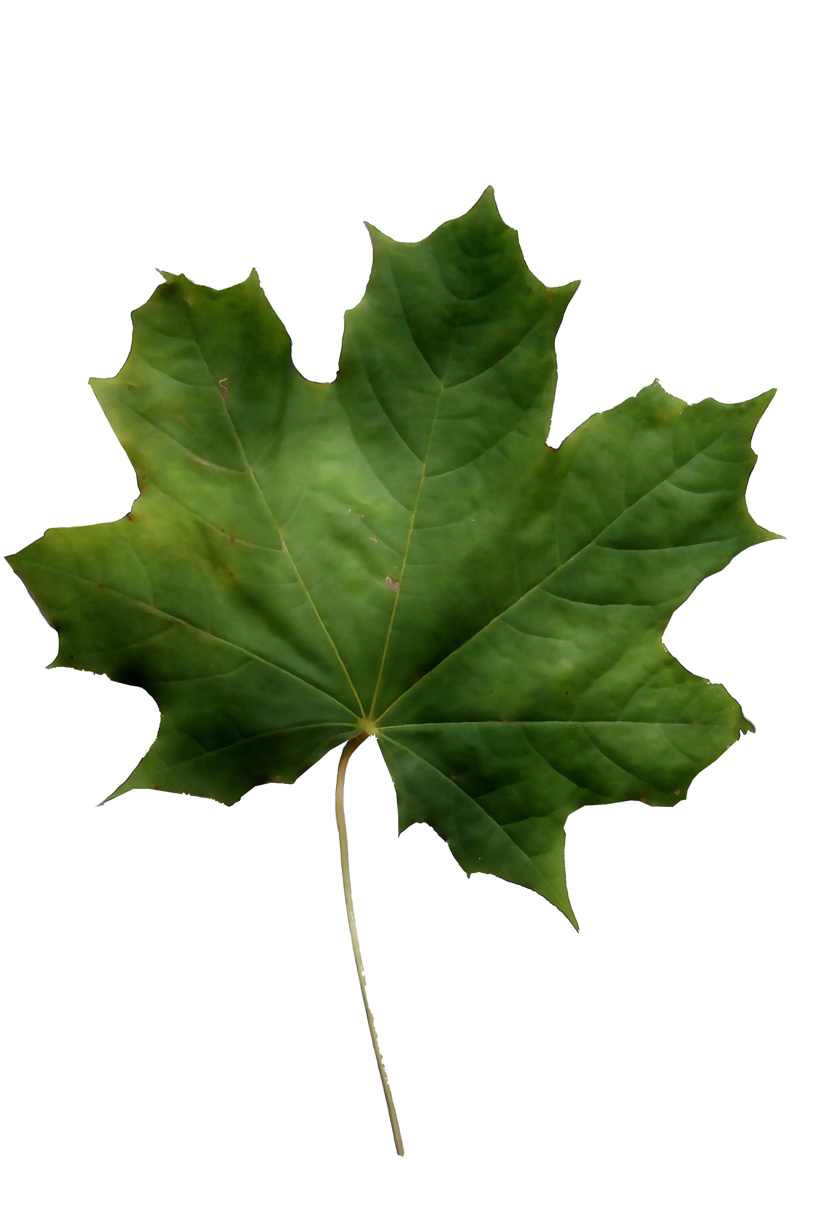 Green Maple Leaf Illustration