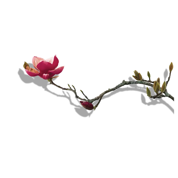 Pink Blooming Magnolia Branch