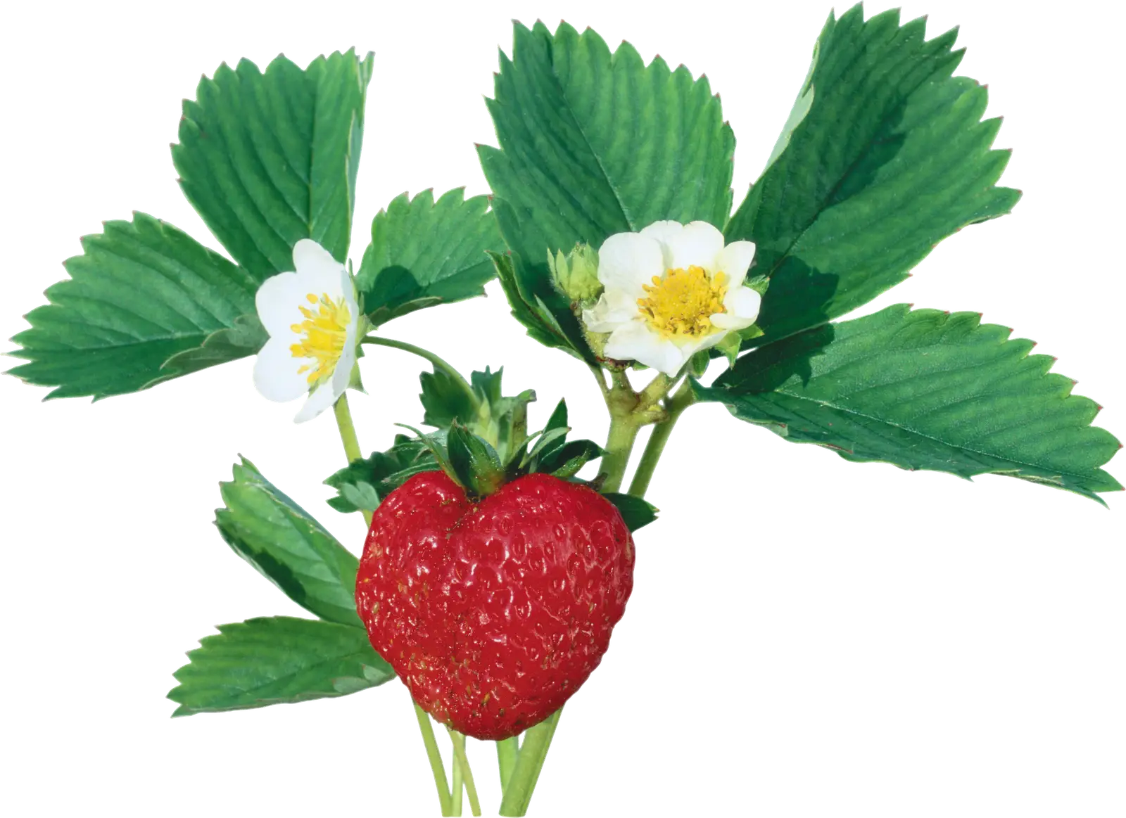 Strawberry Plant with Flowers