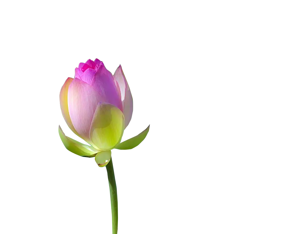 Beautiful Pink Lotus Flower Bud