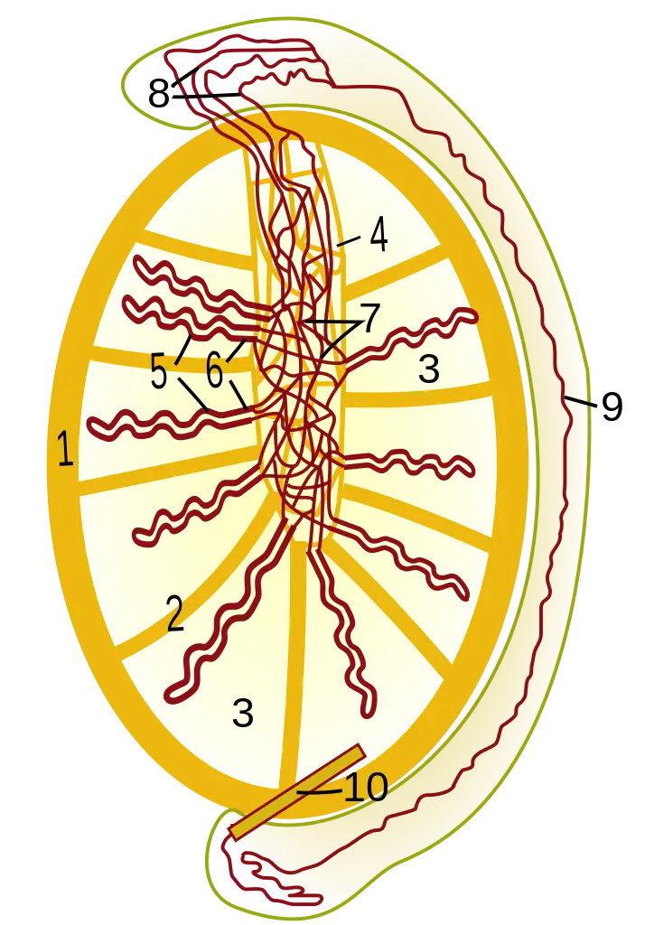 Detailed Nerve Cell Diagram