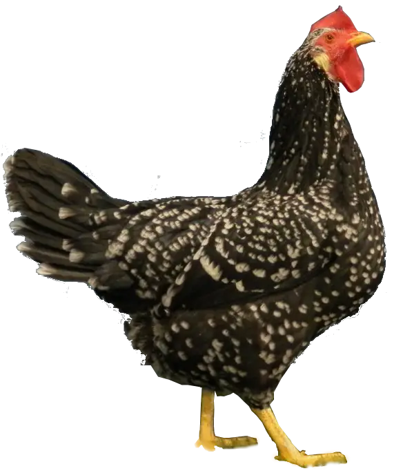 Black and White Speckled Chicken