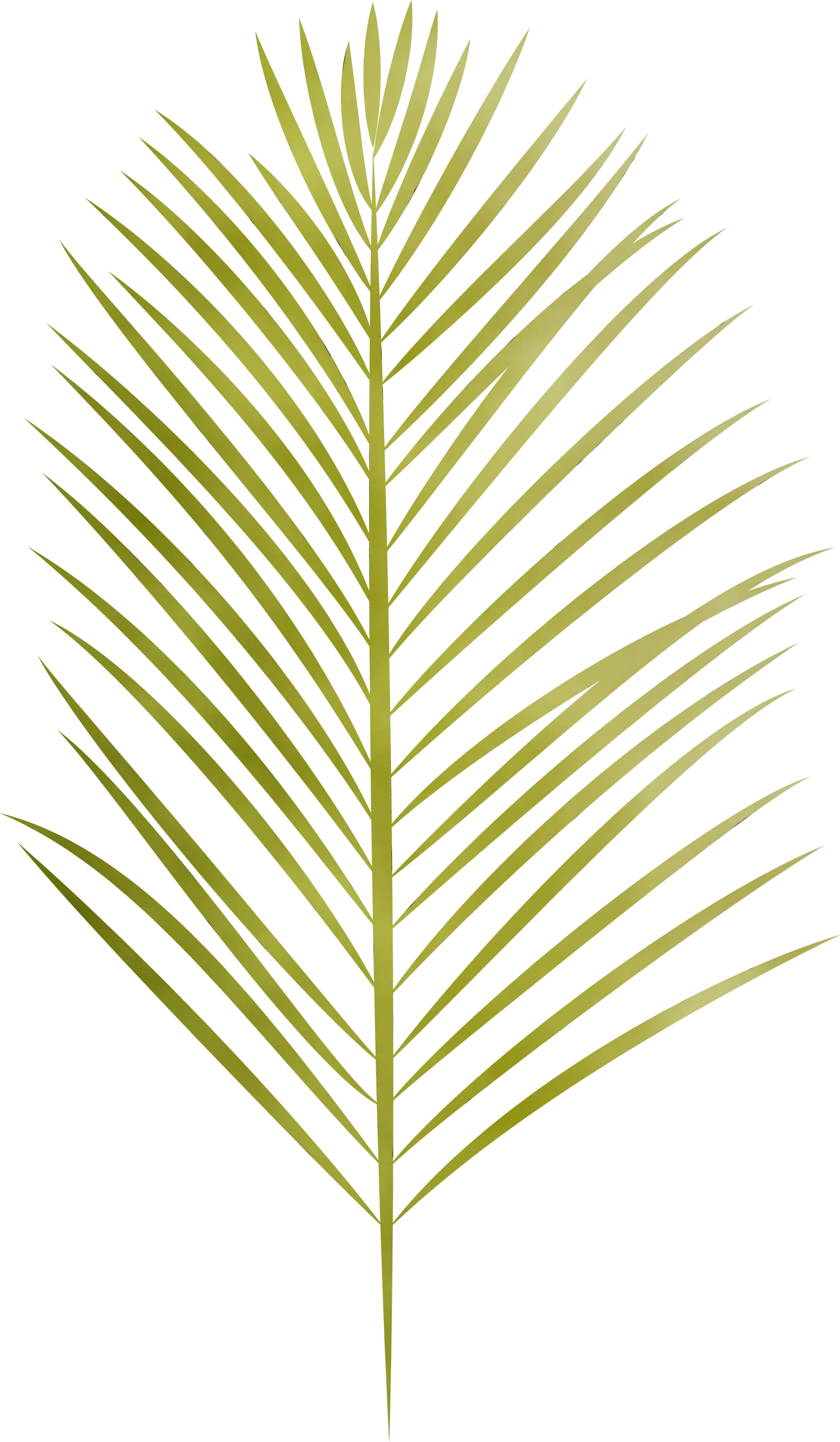Tropical Palm Leaf Illustration