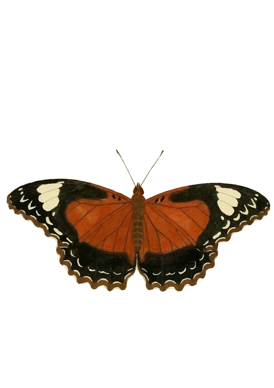 Orange and Black Butterfly with Decorative Patterns