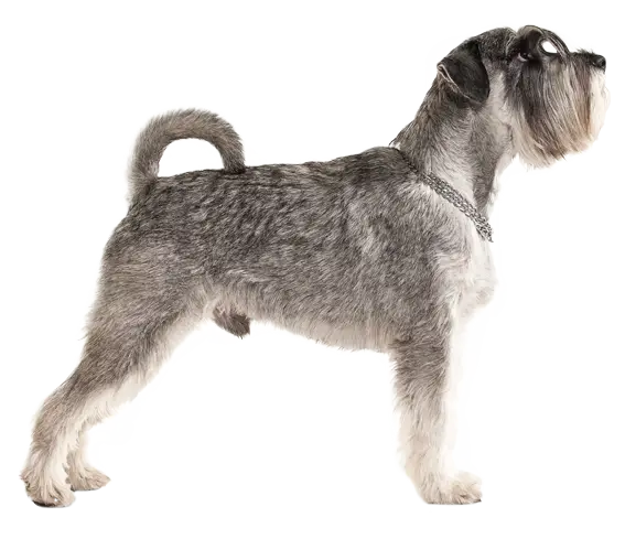 Gray Schnauzer Dog Standing