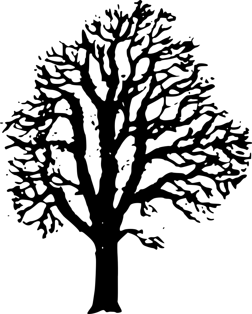 Silhouette of a Leafless Tree