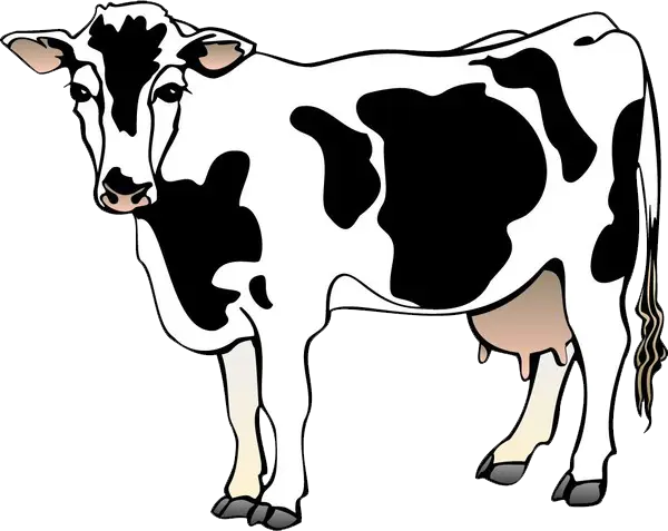Black and White Cow Illustration