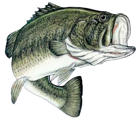 Illustration of Largemouth Bass Fish