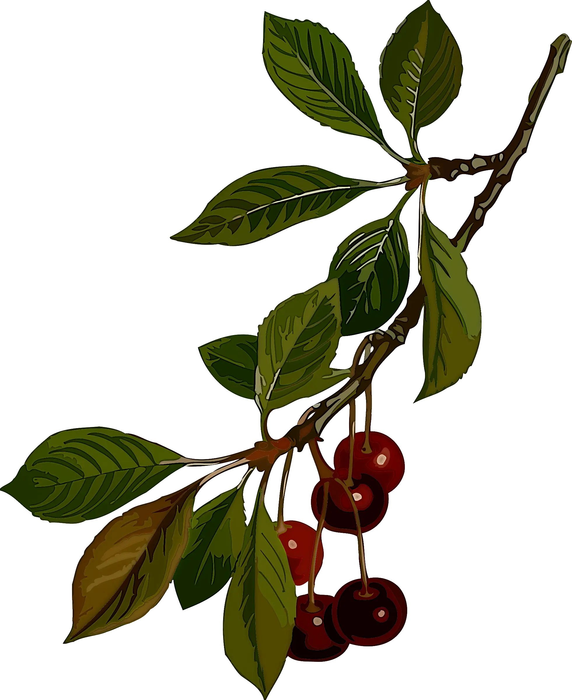 Cherry Branch Illustration with Leaves and Fruits