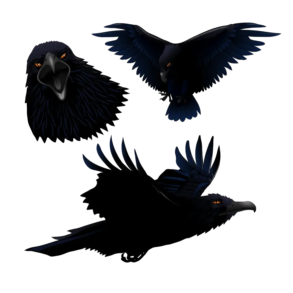 Black Crows in Various Poses