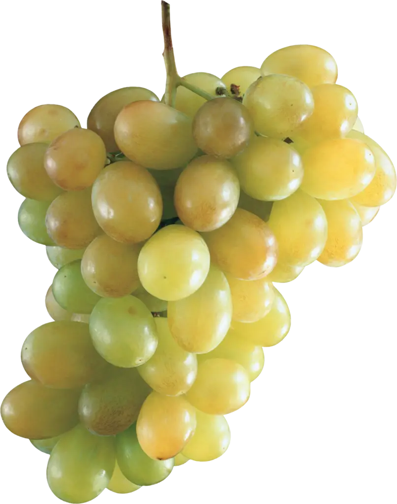Fresh Green Grapes Bunch