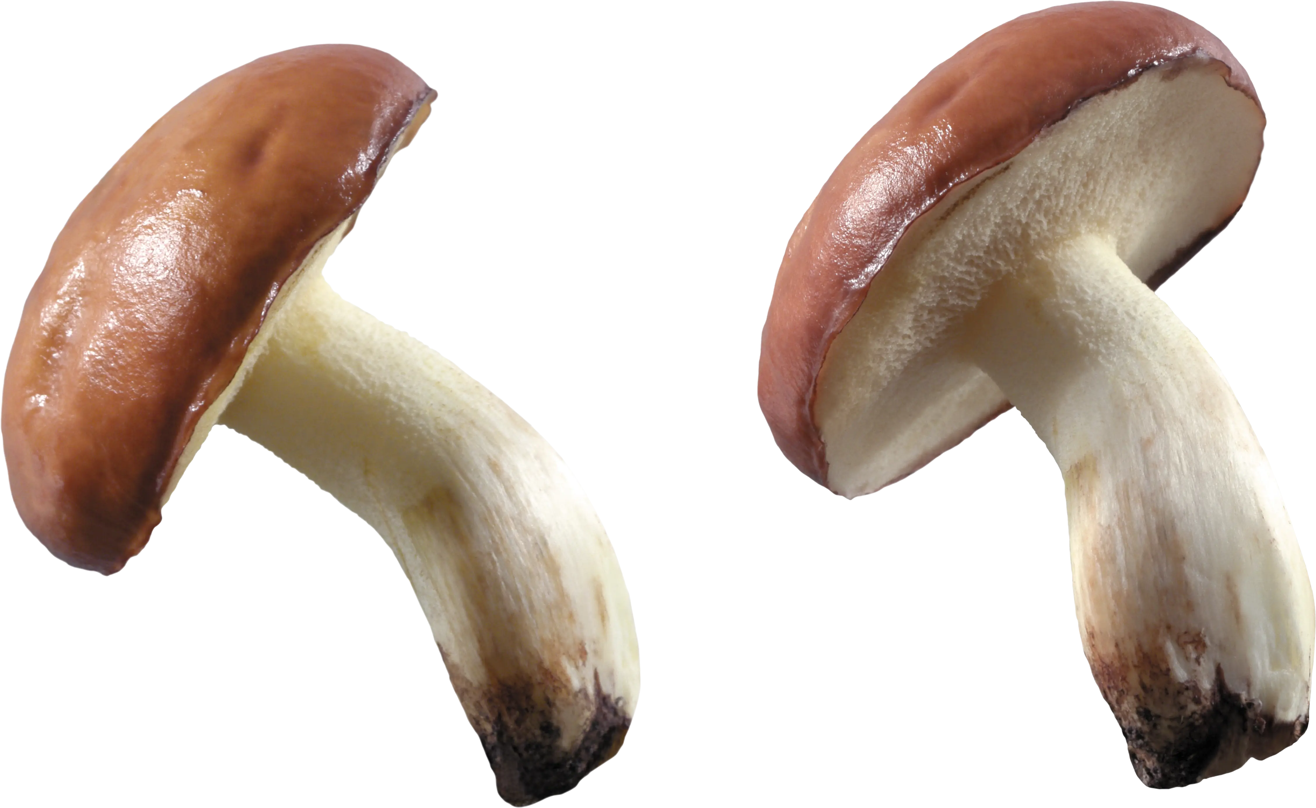 Brown Mushrooms for Cooking